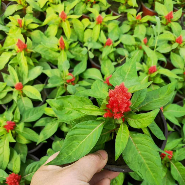 花坛用鸡冠花 山东一支笔出售 色彩艳丽