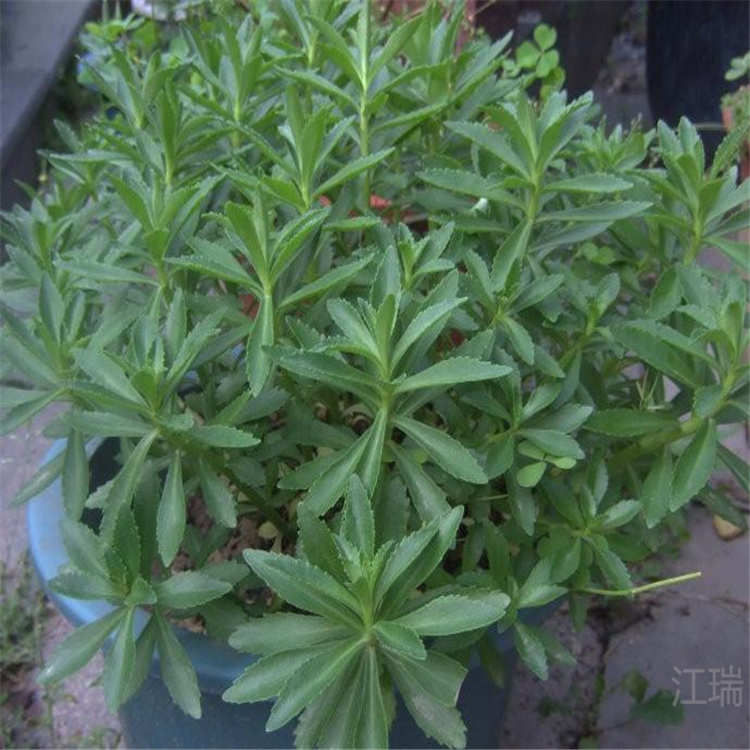 棚内种植三七景天 费菜批发供应 江瑞园艺