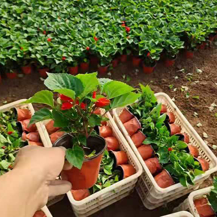 江瑞花卉象牙红 观赏价值高 一串红出售