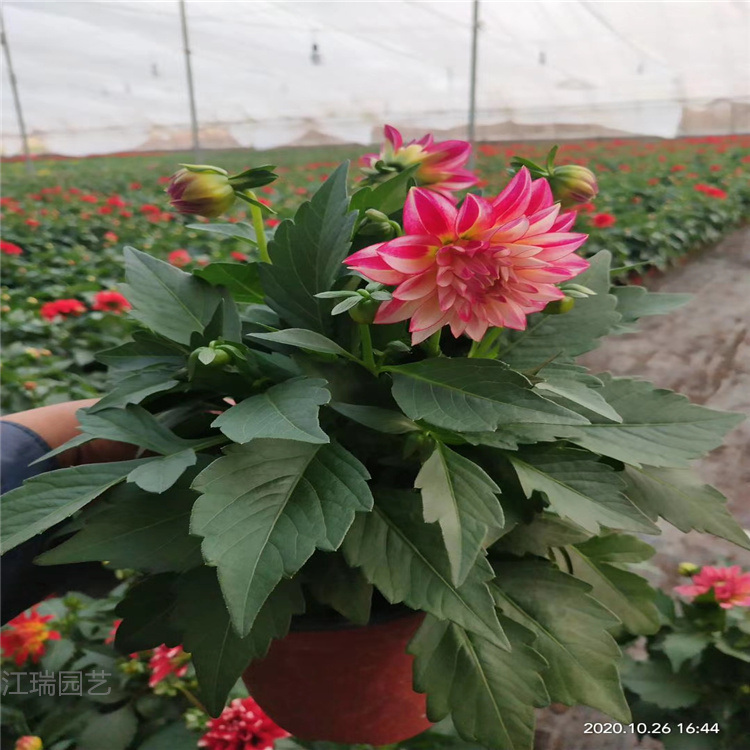 盆栽小丽花基地 江瑞园艺 河北小丽花批发商