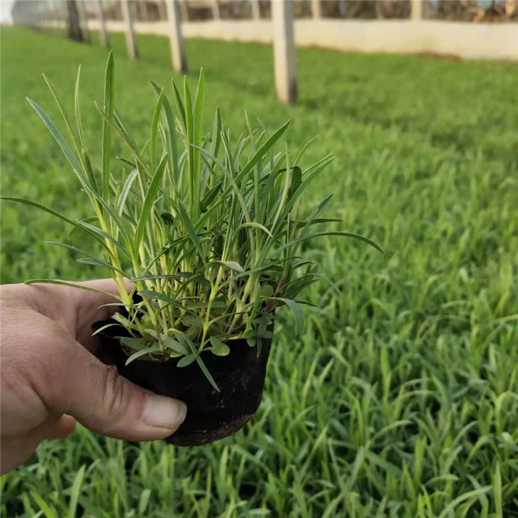 千屈菜种植基地 大量批发 青州千屈草
