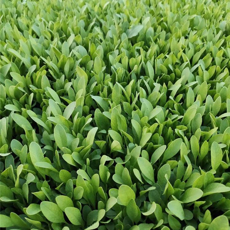 金鸡菊小苗供应商 山东草花 山东金鸡菊小苗