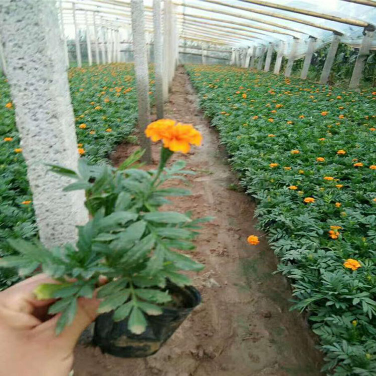 孔雀草小苗 山东花卉孔雀草批发 绿化工程用苗