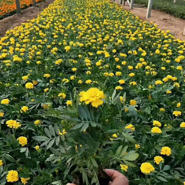 孔雀草小苗 启点花卉孔雀草批发 一二年宿根草花