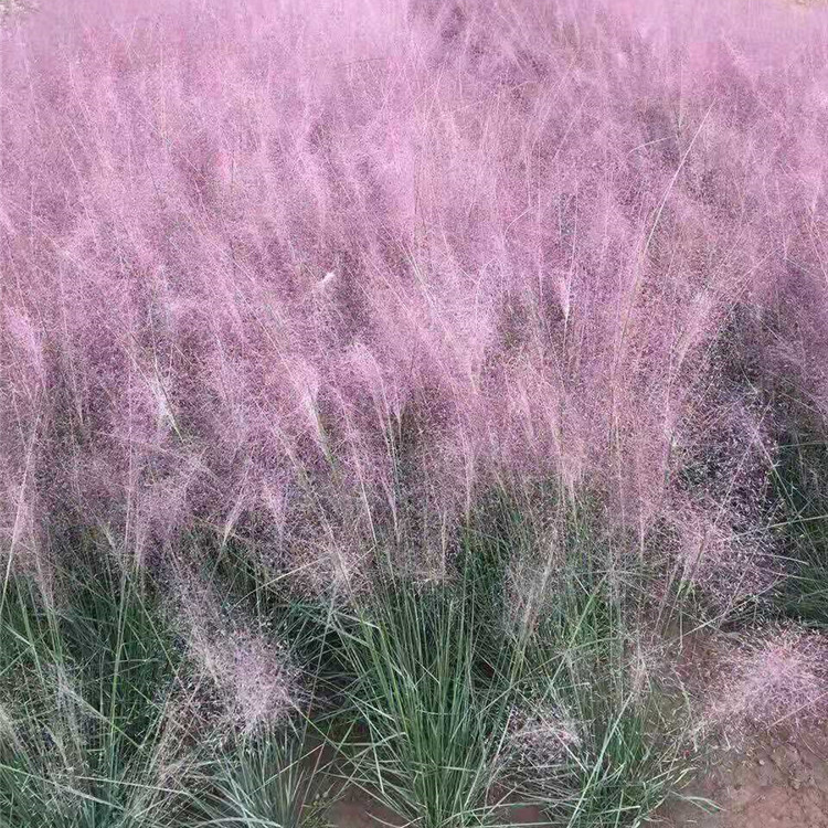 粉黛乱子草花海 山东草花 粉黛乱子草销售 产地供应