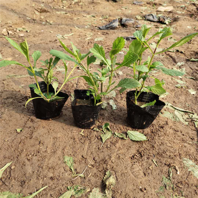 柳叶马鞭草 价格实惠 青州草花 马鞭草行情