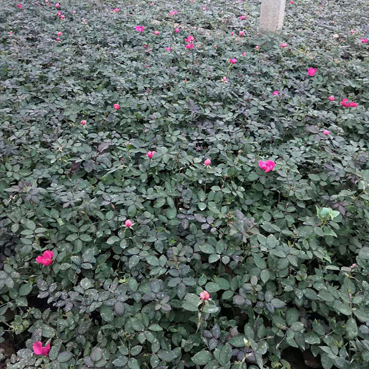 青州丰花月季价格 价格从优 丰花月季