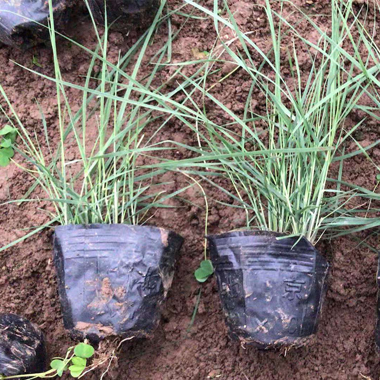 绿化用粉黛乱子草 青州草花 粉黛乱子草种植基地 订购报价