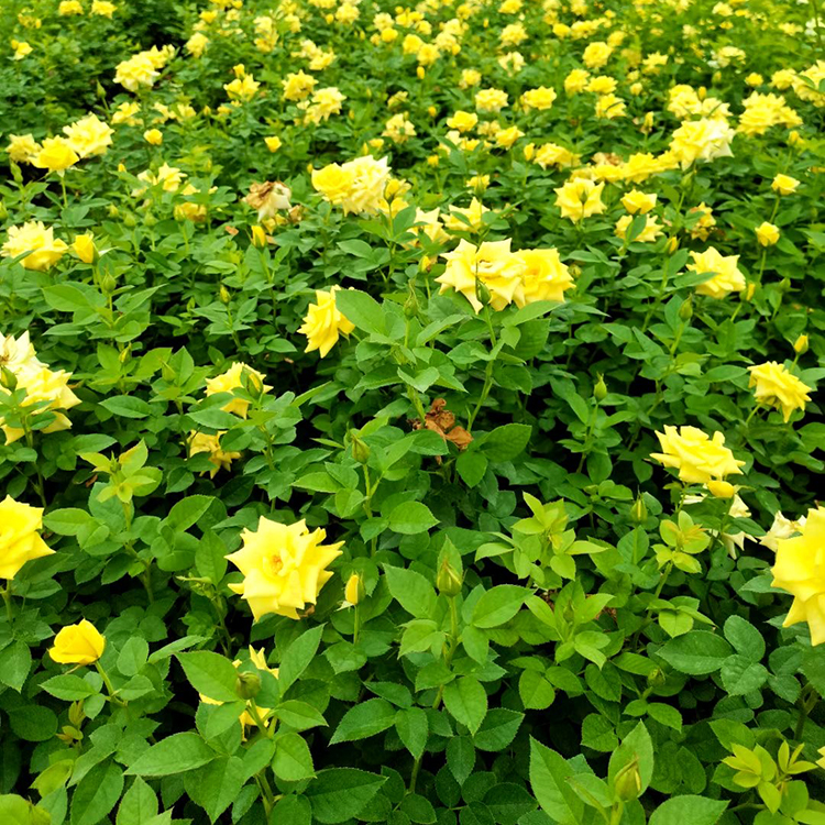 青州丰花月季批发 月季苗基地供应 聚花月季