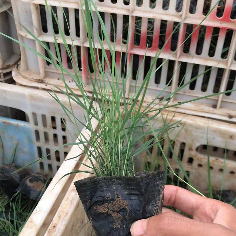 观赏用粉黛乱子草 草花培育基地 粉黛乱子草供应商 森灏花卉苗木