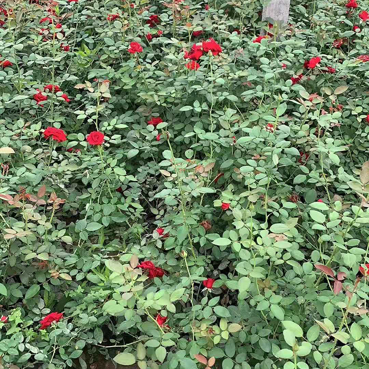 山东丰花月季供货商 月季苗基地供应 聚花月季