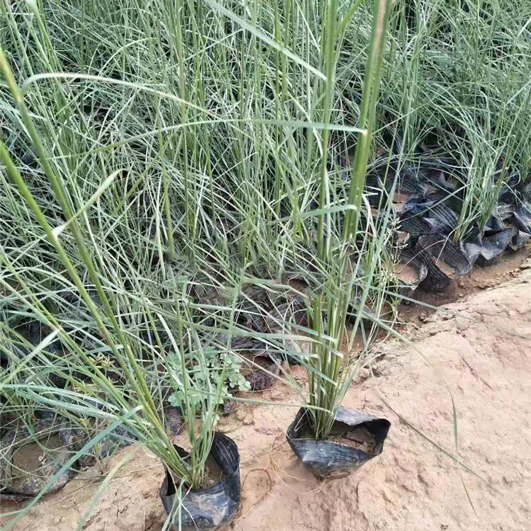 观赏用粉黛乱子草 青州草花 粉黛乱子草供应商 多年生草本植物