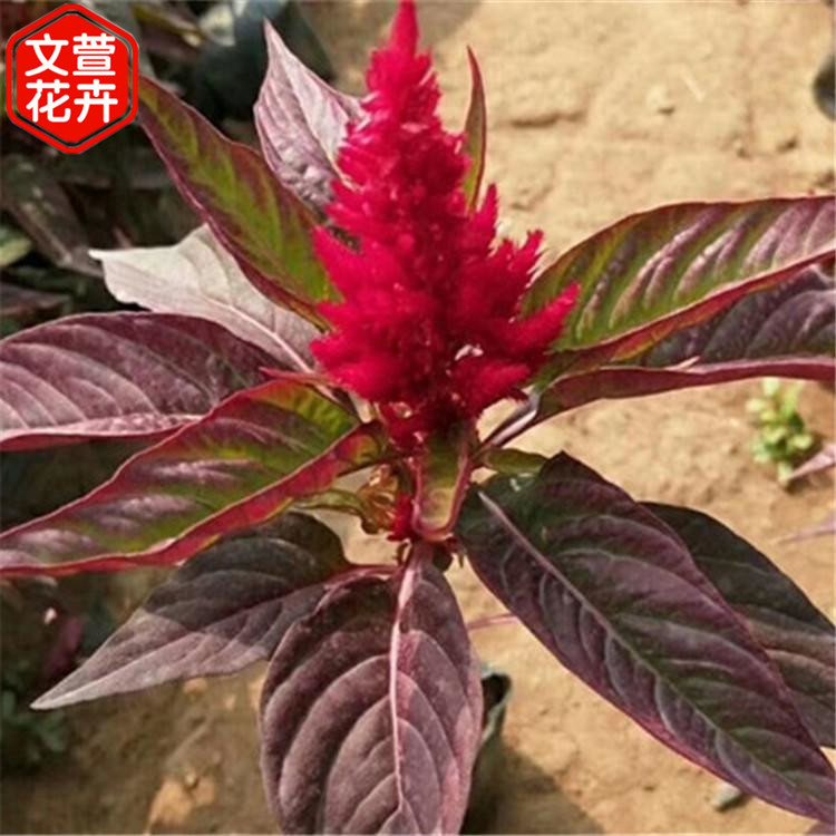 一二年宿根花卉 鸡冠花行情 基地直售