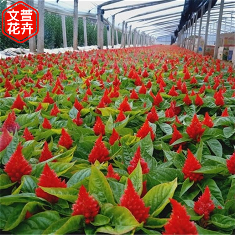 鸡冠花行情 基地直售 草花种植基地