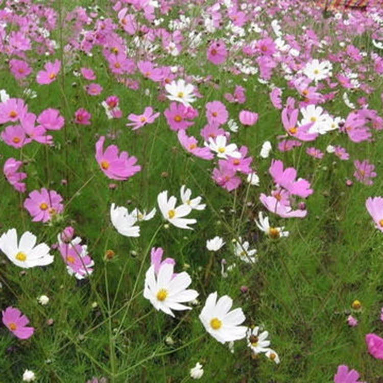 基地供应 宿根波斯菊 波斯菊基地