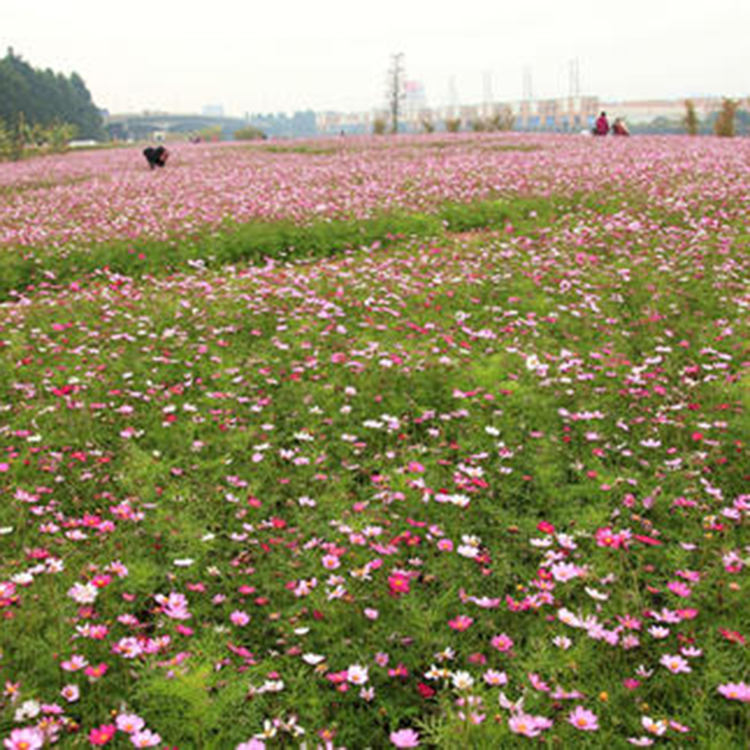 订购报价 波斯菊 波斯菊批发商