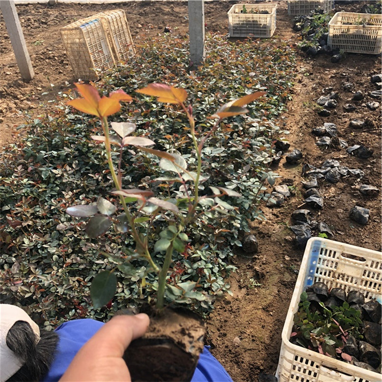 山东月季苗 大量供应 月季苗种植基地