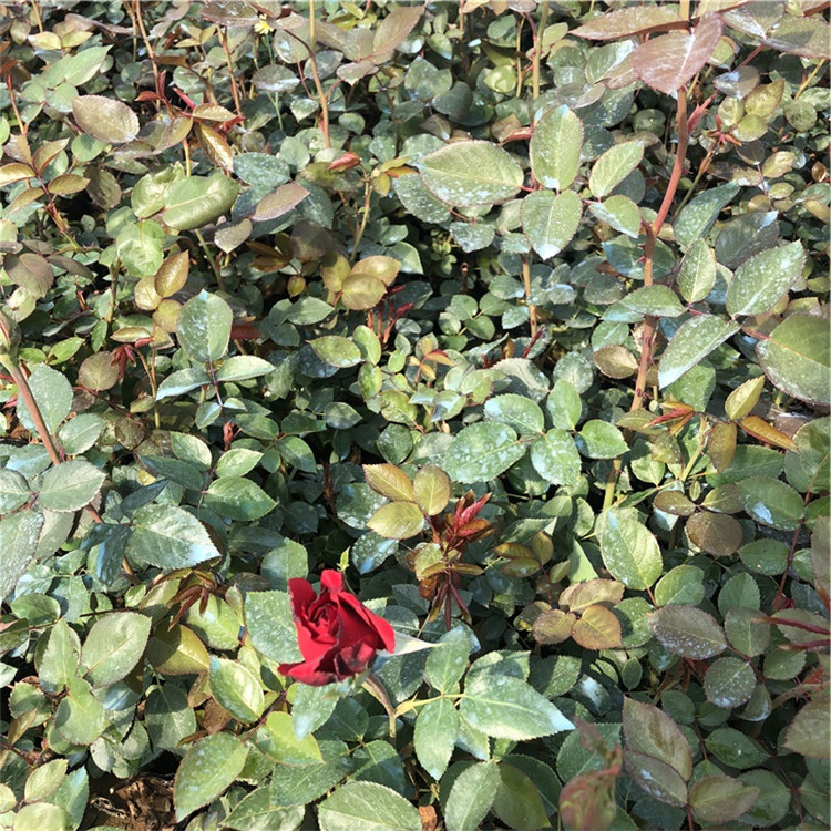 观赏花卉批发 大花月季 山东大花月季
