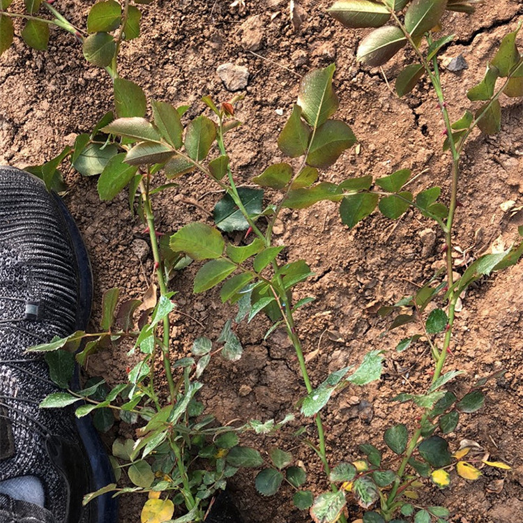 山东大花月季 观赏花卉批发 大花月季价格