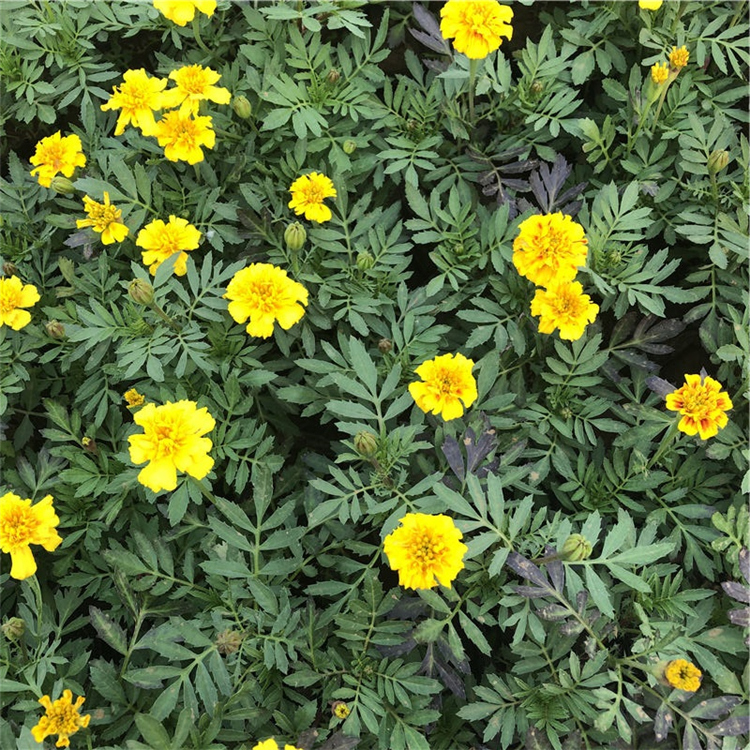孔雀草培育基地 山东孔雀草 苗圃供应
