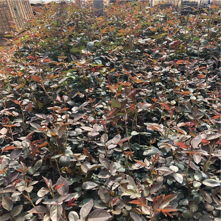 青州大花月季苗 大量供应 大花月季苗种植基地