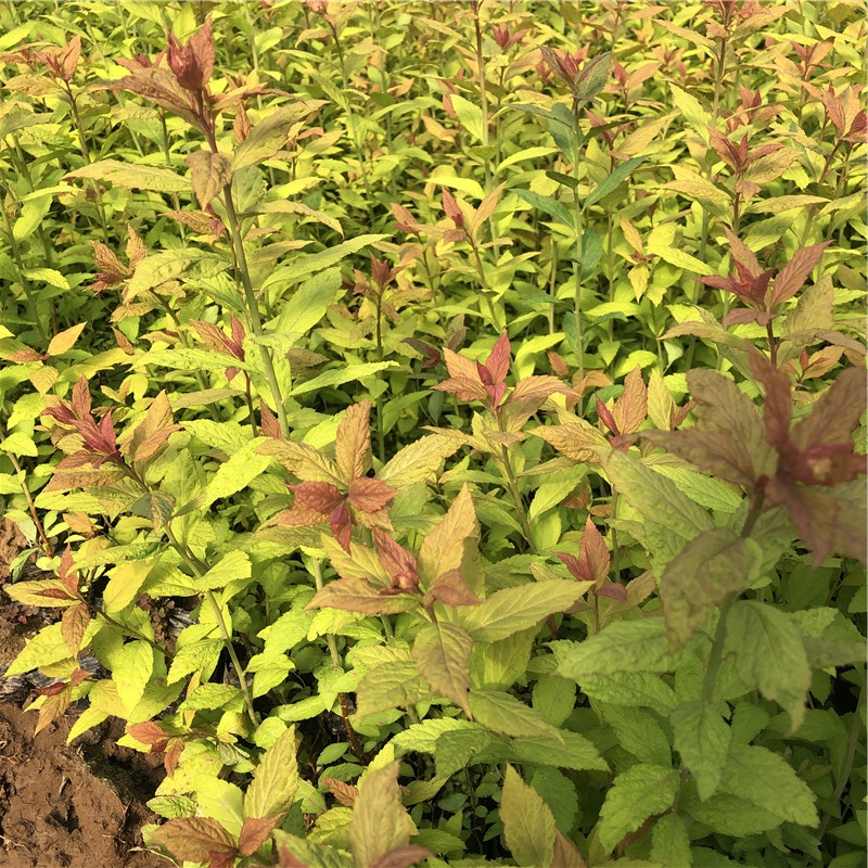 绣线菊 青州草花 青州绣线菊销售