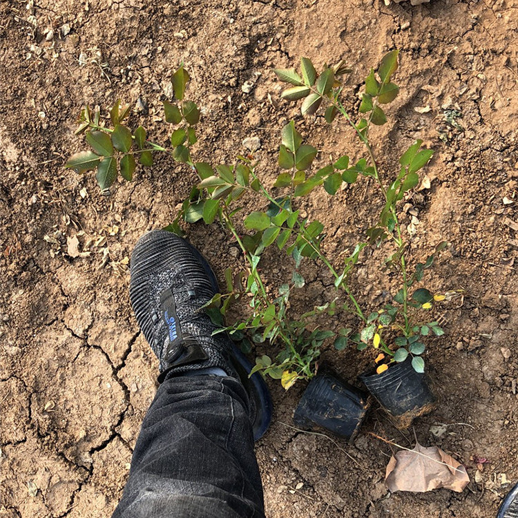 青州月季苗 观赏花卉批发 月季苗种植基地