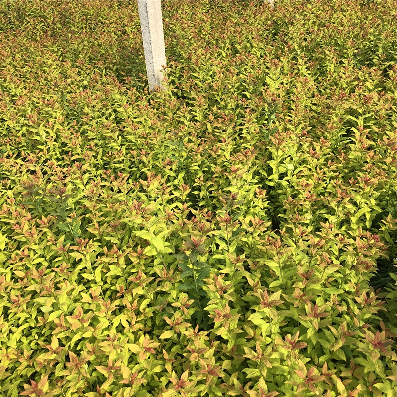 绣线菊 青州草花 青州绣线菊