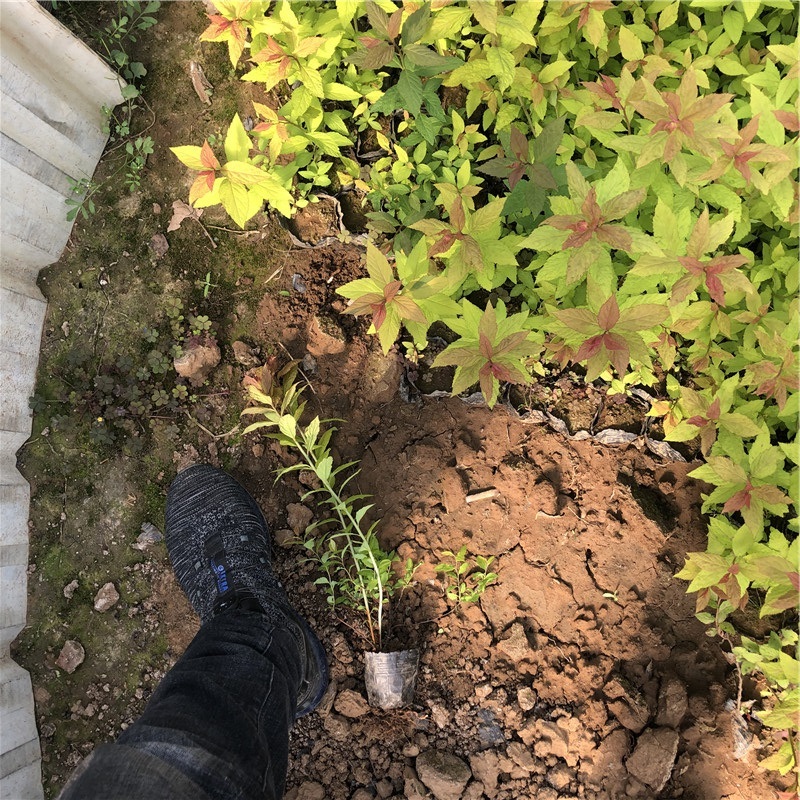 山东草花 绣线菊杯苗 山东绣线菊杯苗供应商