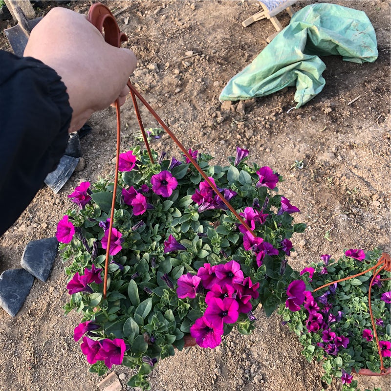 自产自销_紫色牵牛 _牵牛基地