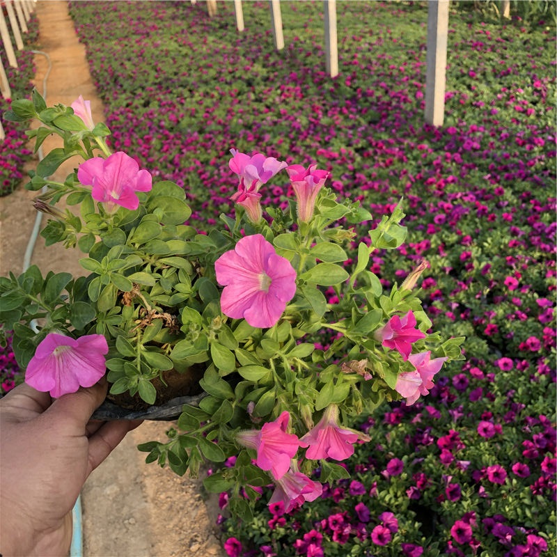 牵牛批发 山东粉色牵牛花 自产自销