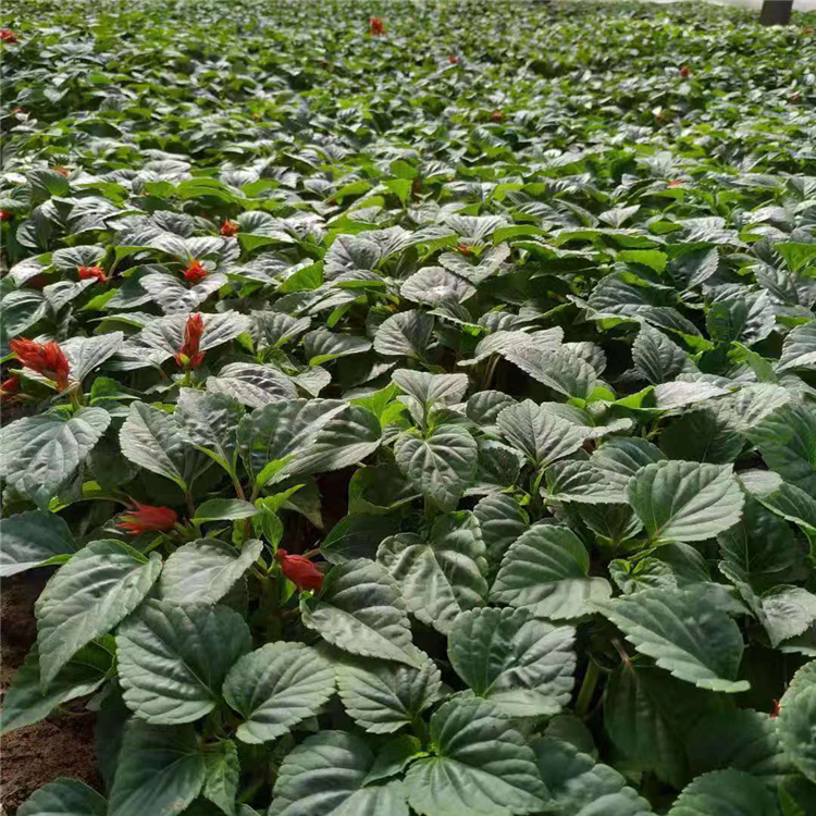 青州花卉一串红盆栽 质优价廉 一串红供应