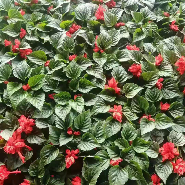 青州种植基地一串红苗 宜用于花坛 一串红供应