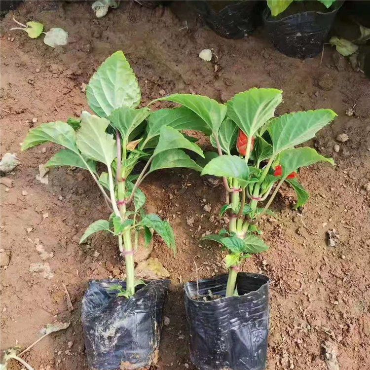 象牙红 山东花卉一串红出售  花朵繁密