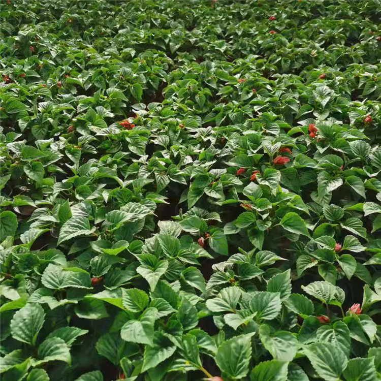 青州种植基地一串红苗 质优价廉 一串红出售