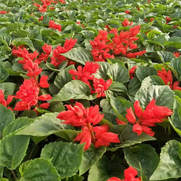 青州种植基地爆仗红 宜用于花坛 一串红行情