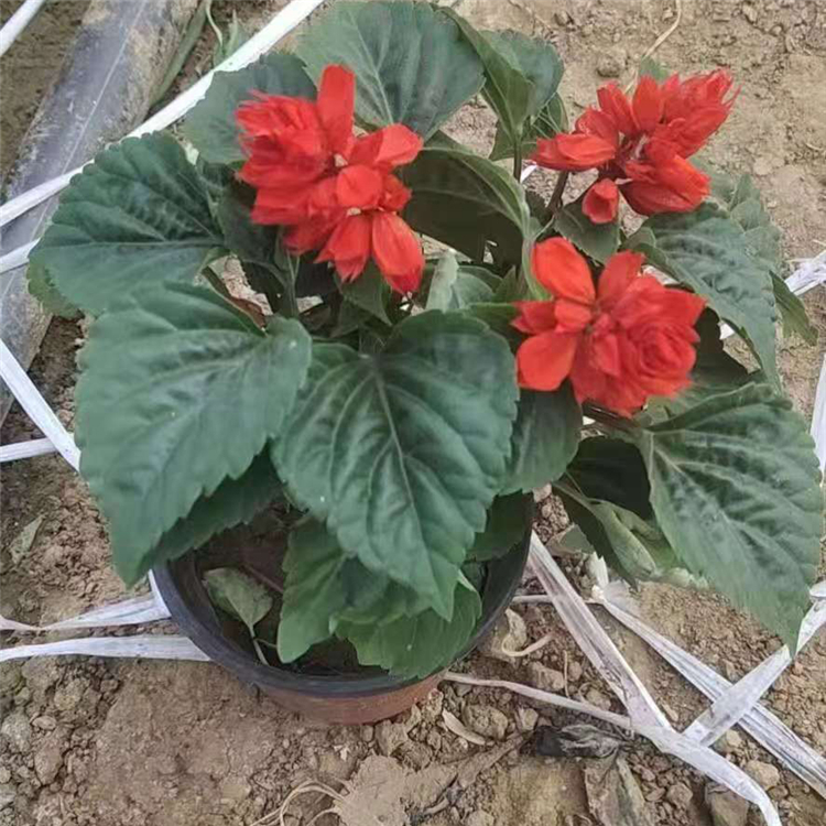 爆仗红 河北一串红行情  亚灌木状草本