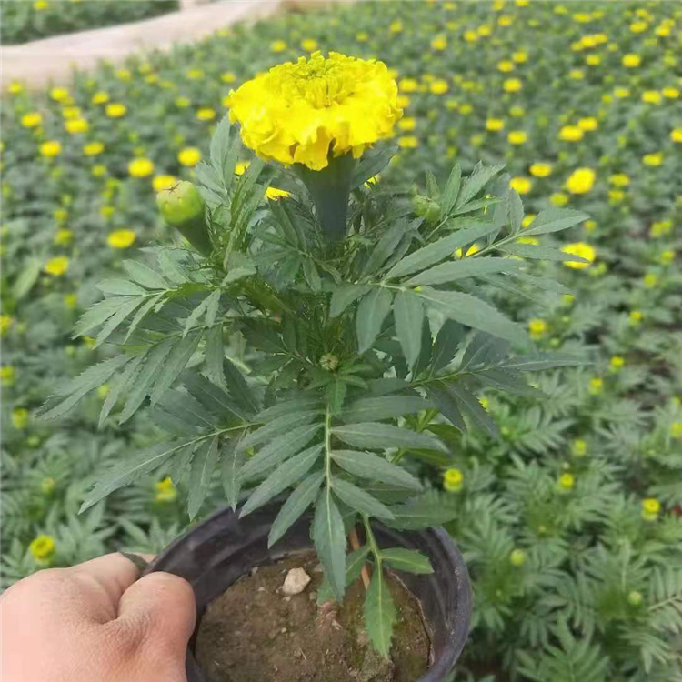 山东花卉庭园栽培孔雀草 一二年宿根草花 孔雀草价格