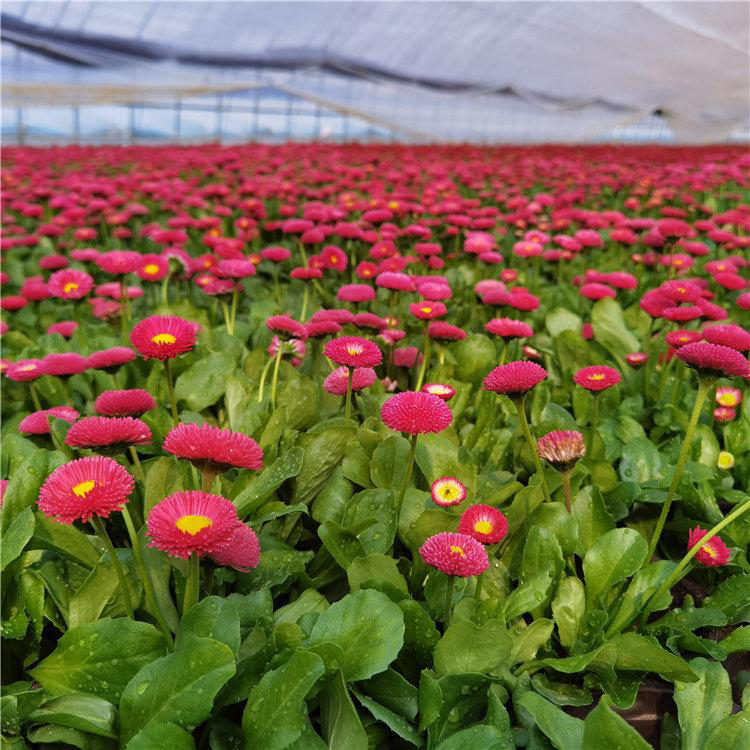 雏菊小苗批发 多年生草本植物供应 雅尼花卉