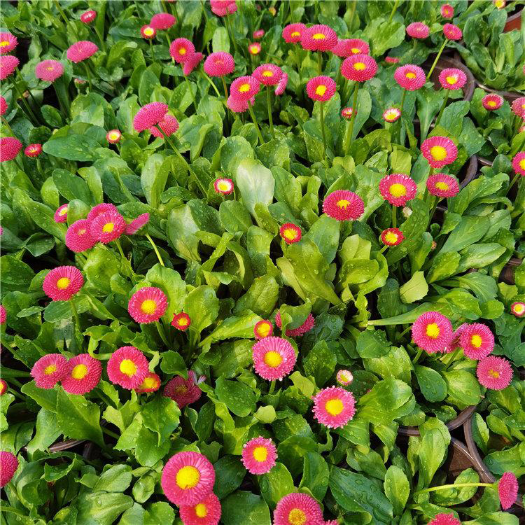 雏菊种植基地 雅尼花卉供应宿根草花 小区绿化盆栽花