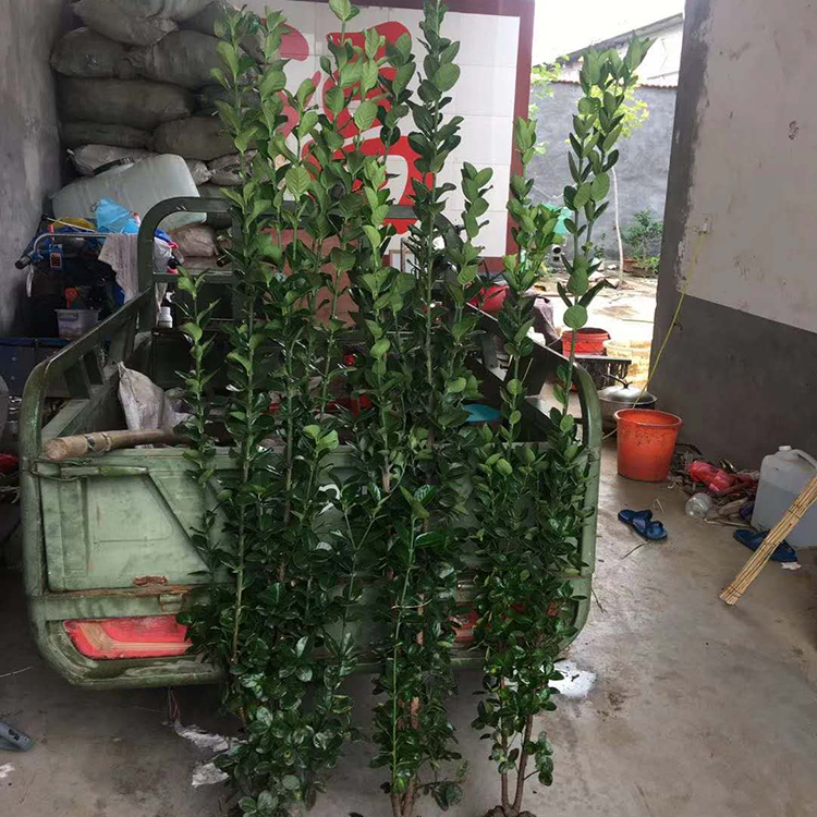 黄杨 青州种植基地北海道黄杨报价 较具观赏价值