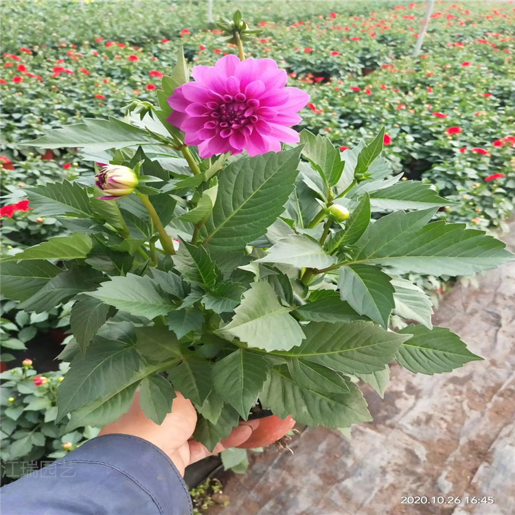 多色小丽花基地 江瑞花卉 辽宁小丽花批发价格