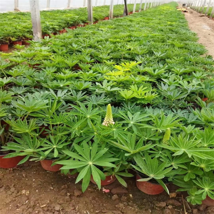 进口鲁冰花批发 鲁冰花种子 北京羽扇豆基地