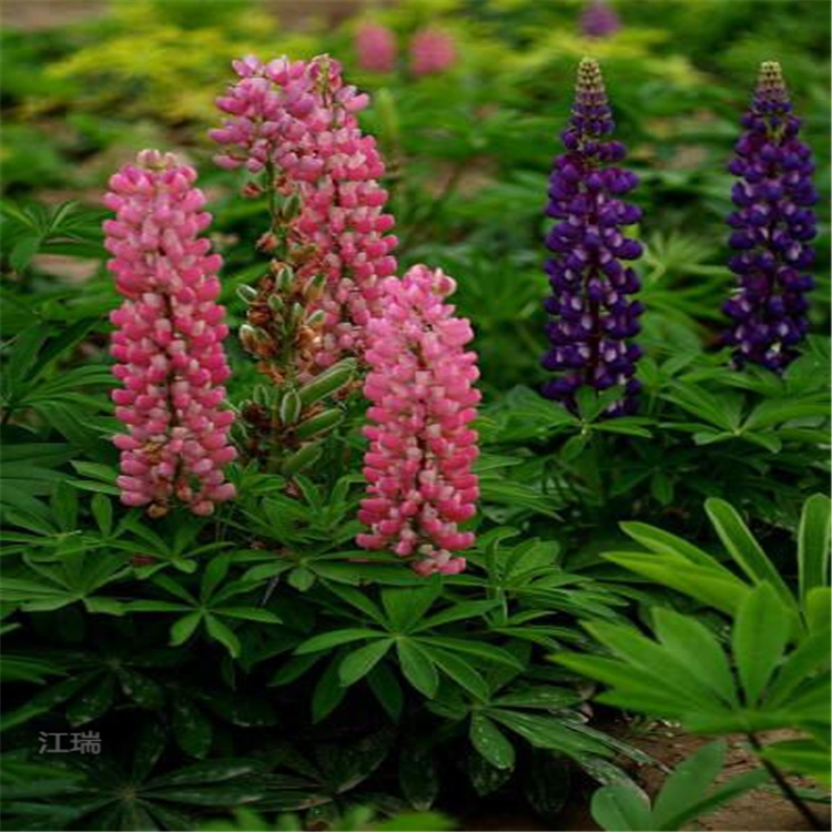 河北鲁冰花基地 江瑞花卉 鲁冰花种植批发