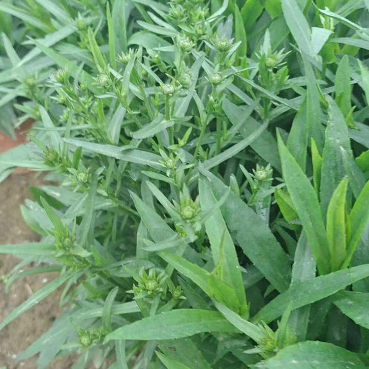 山东自产荷兰菊  荷兰菊批发  花繁色艳