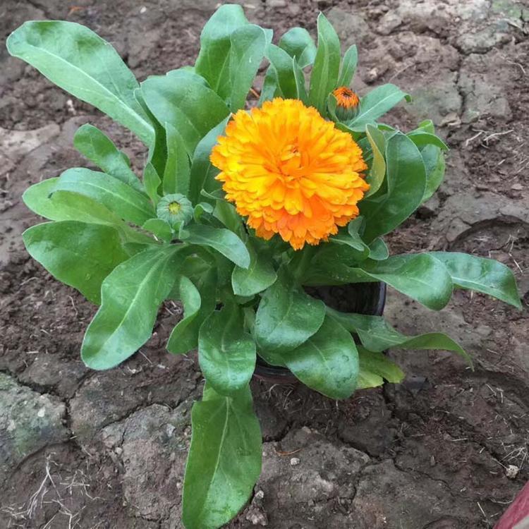 金盏菊批发基地  金盏菊供应  十月一花卉租赁