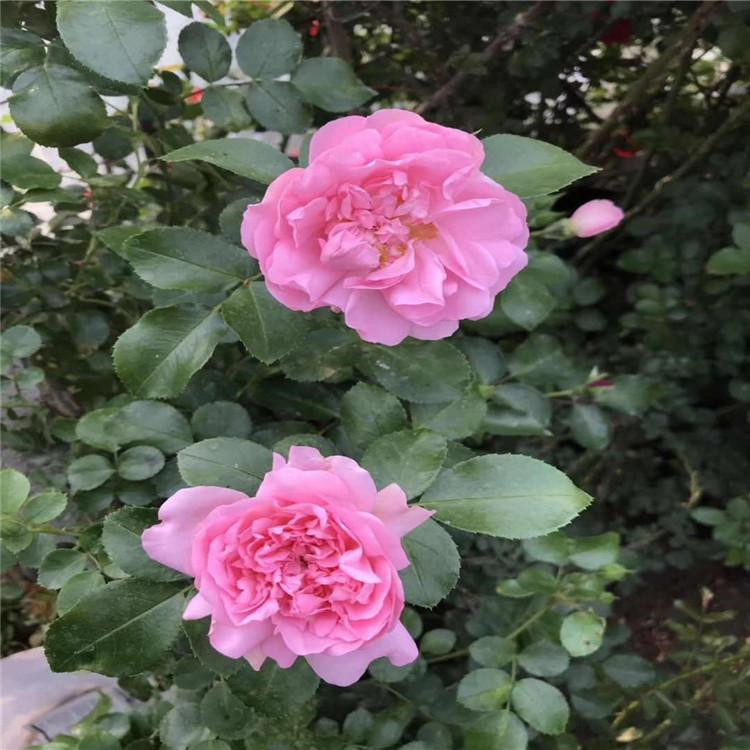 价格实惠 蔷薇种植基地 山东蔷薇