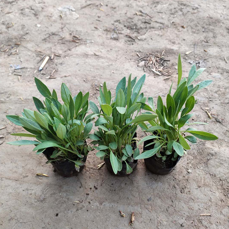 基地种植 金鸡菊供货商 青州金鸡菊杯苗