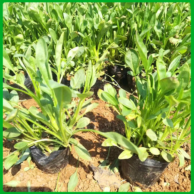 金鸡菊小皮桶 山东金鸡菊培育基地