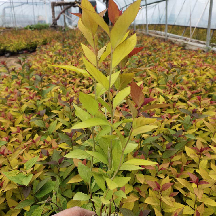 产地供应 绣线菊培育 山东金山绣线菊